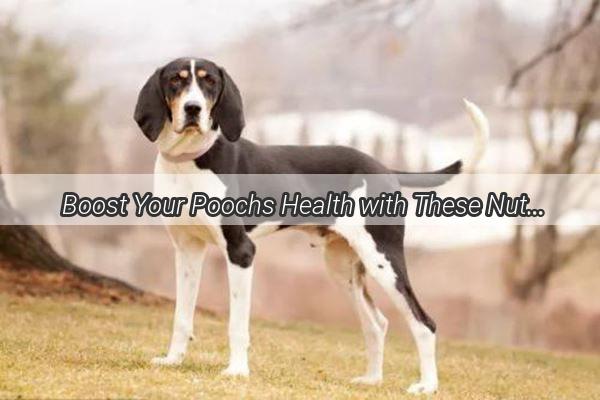 Boost Your Poochs Health with These NutrientRich Oils A TailWagging Guide